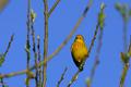 Yellow Warbler