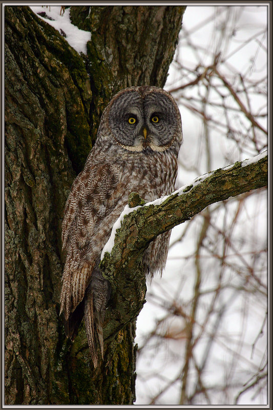 great grey