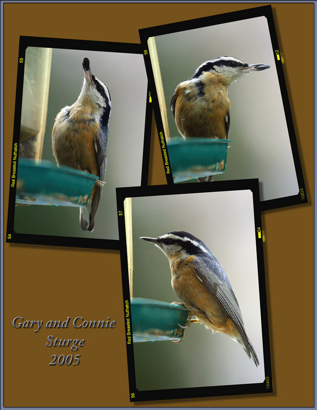 Red Breasted Nuthatch