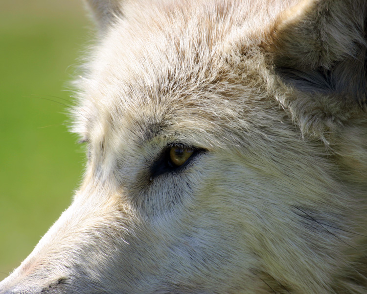 Hungry like a Wolf