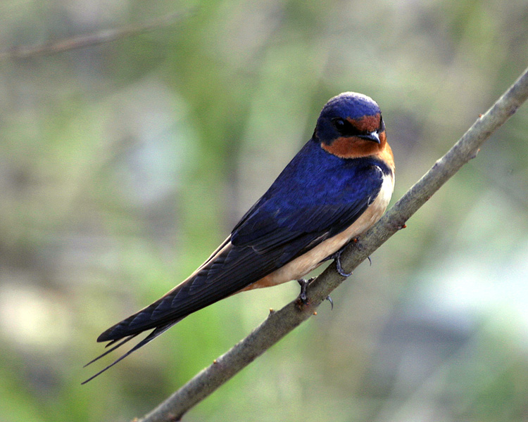 Barn Swallow