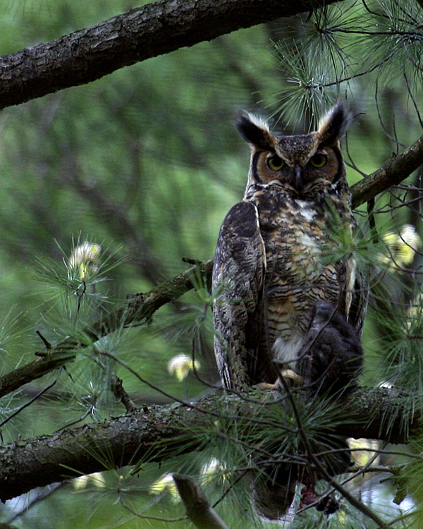 Horned Owl