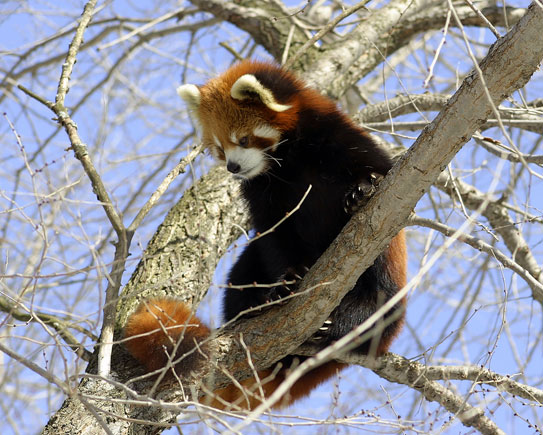 Red Panda