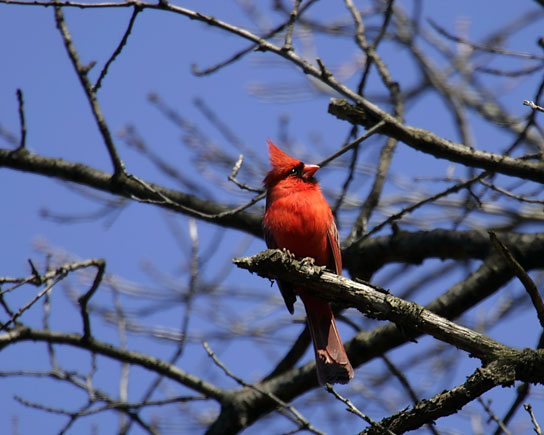 Cardinal