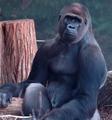 Same Gorilla, 11 Days Earlier