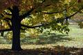 Fall Colors