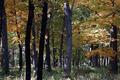 Fall Colors