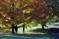 Fall Colors