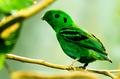 Broadbill