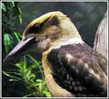 Kook-kook-kookabura