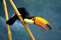 Toco Toucan