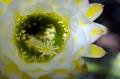 Cactus Flower