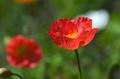 Poppy