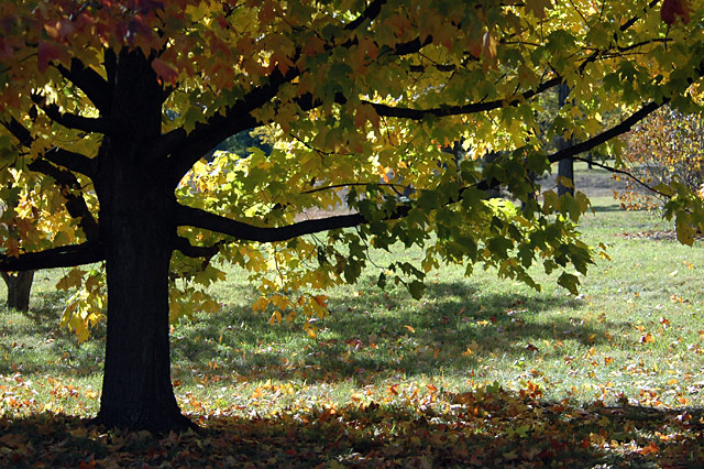Fall Colors