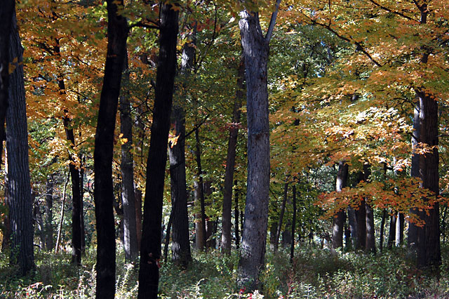 Fall Colors