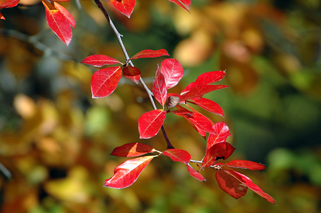 Fall Colors