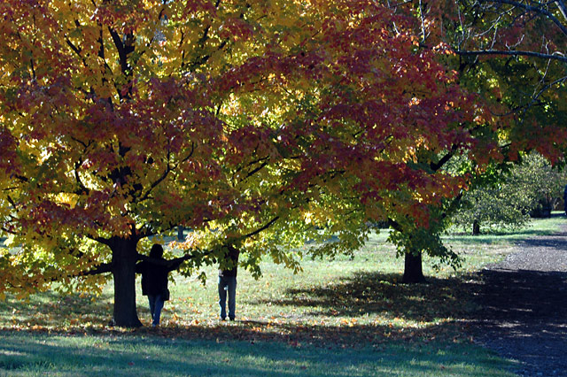 Fall Colors