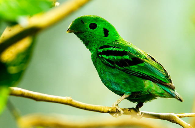Broadbill