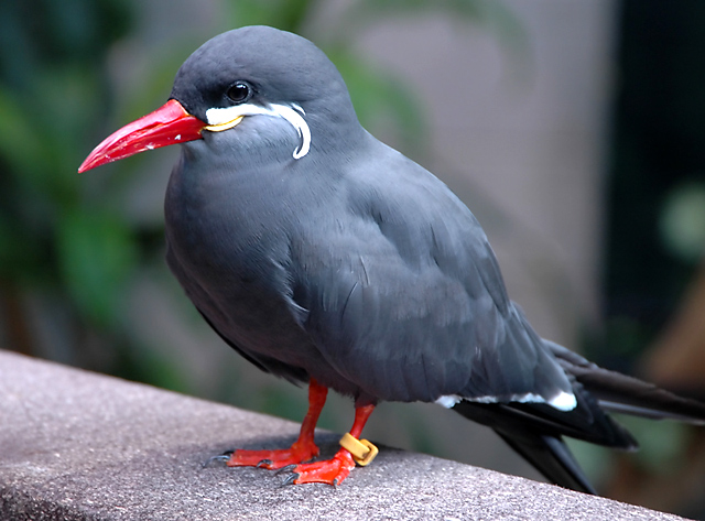 Inca Tern