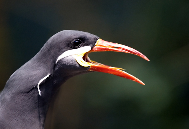 Squawk! Screech! Squawk!