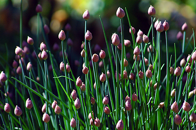 Buds