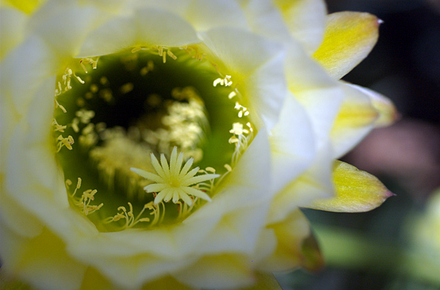Cactus Flower