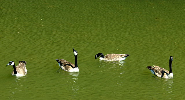 Geese