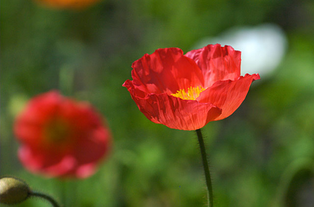 Poppy