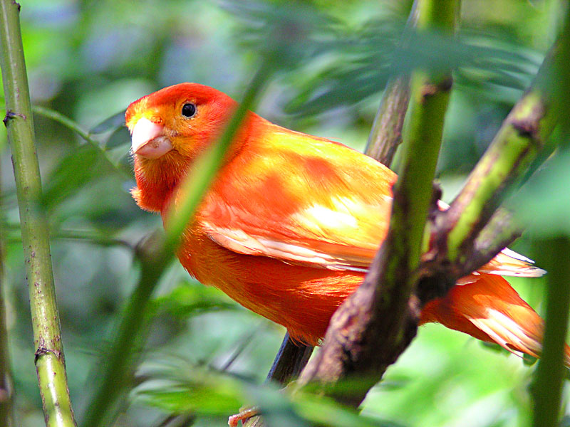 Scarlet Bird