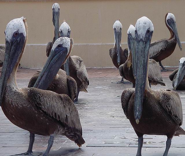 Waiting for lunch.JPG
