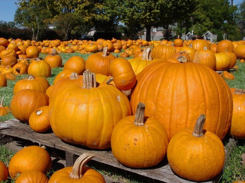 Pumpkins.jpg