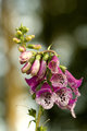 foxgloves 3.jpg