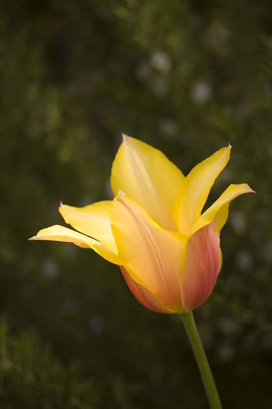 tulip1.jpg