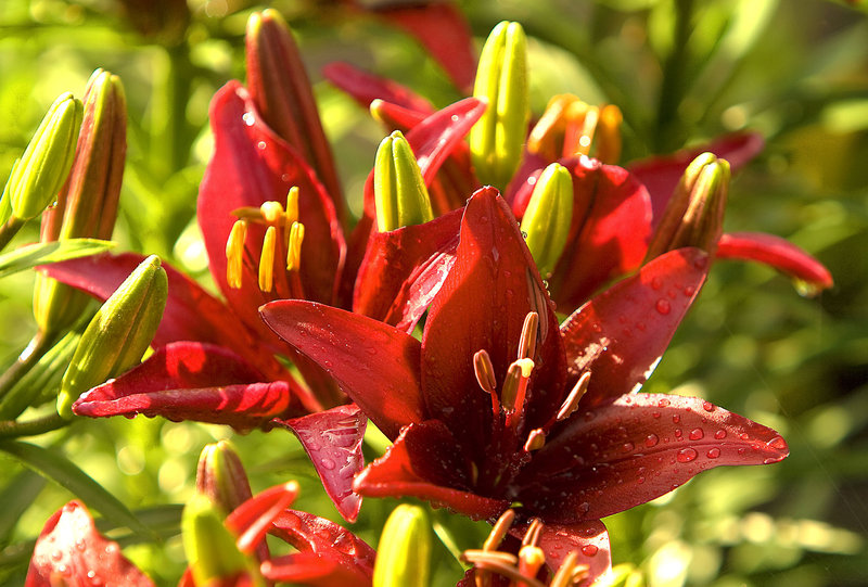 red lily.jpg