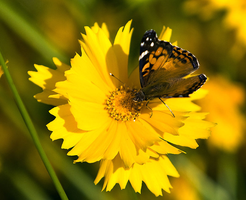 pollinator.jpg