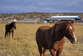 Horses