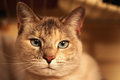Portrait of a Cat