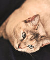 Diffused Cat