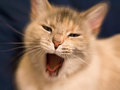 Zoom Cat