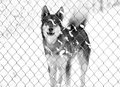 Dog, in the snow