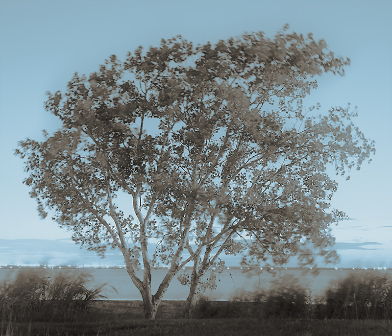 tree