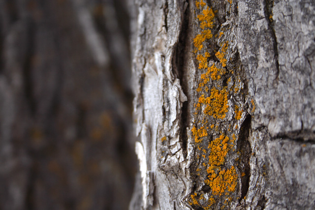 Tree and Moss