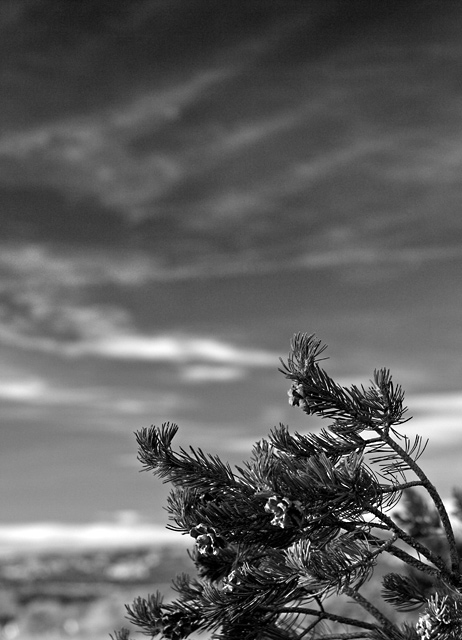 Pine