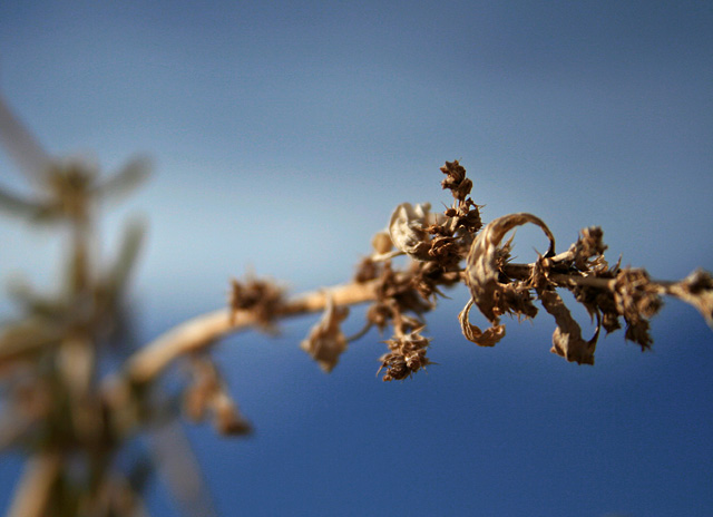 Dried