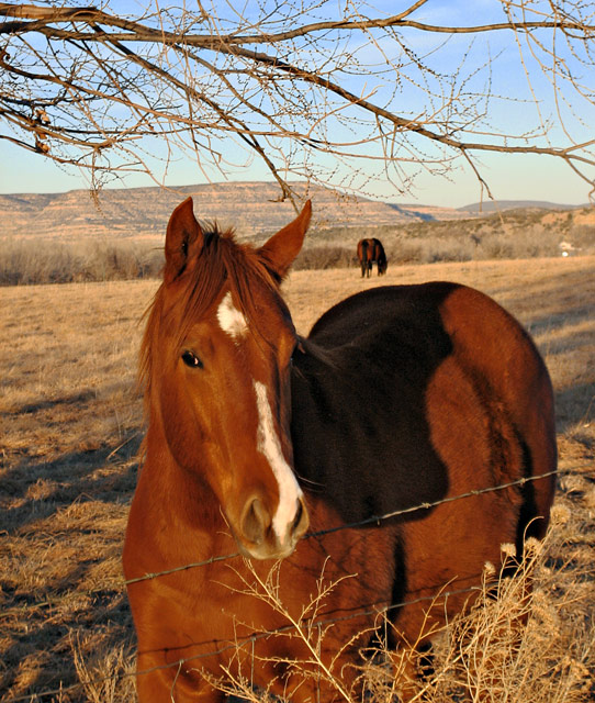 Horses 2