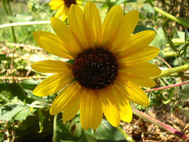 Sunflower