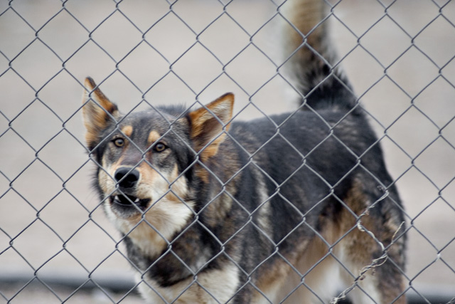 Dog