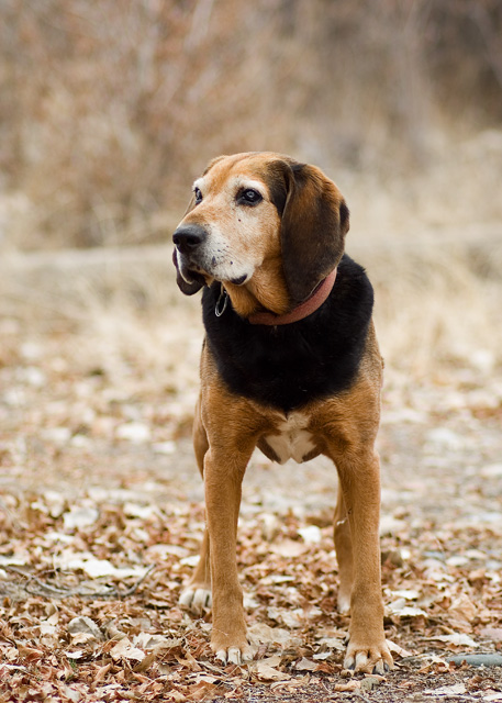 Portrait of a Dog (again)