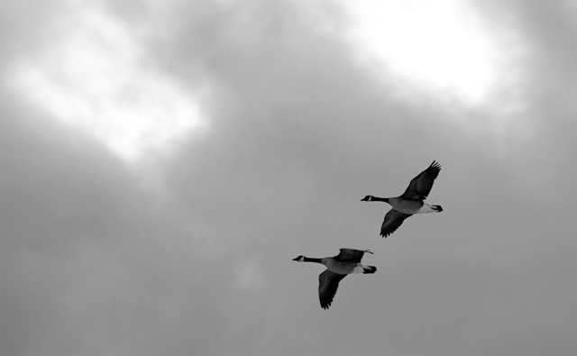 Geese