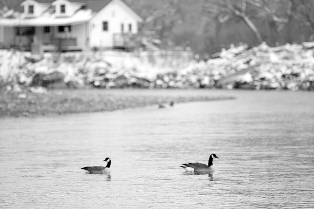 Geese